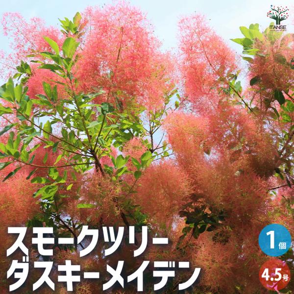 ITANSE スモークツリー ダスキーメイデン 花木苗 4.5号鉢 挿し木 ITANSE スモークツリー ダスキーメイデン 花木苗 4.5号鉢 挿し木