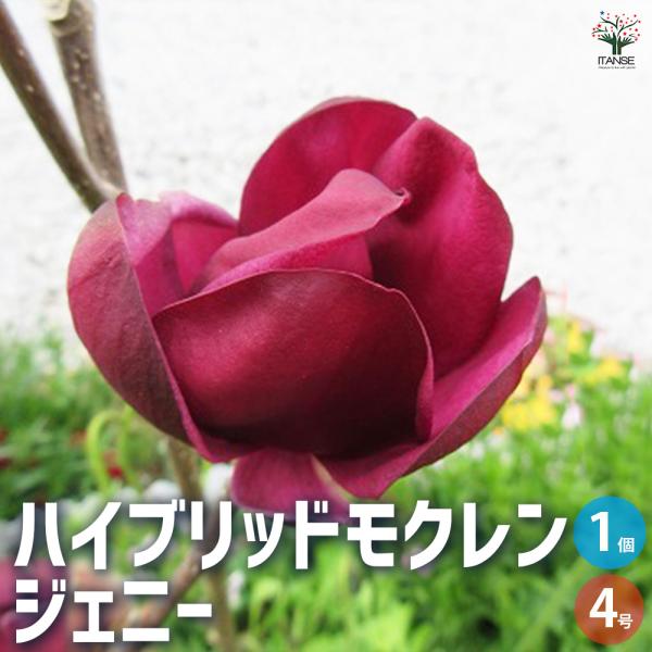 ①*:ஐかなり濃い黒紫花*:ஐ接木・マグノリア・モクレン・苗木【紫モクレン】4号 ITANSE ハイブリッドモクレン ジェニー 花木苗 4号ロングポット 接木苗