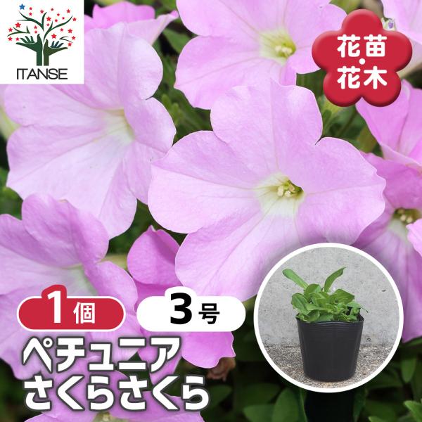 ITANSE ペチュニア さくらさくら 花苗 3号ポット/1個売り 衝羽根