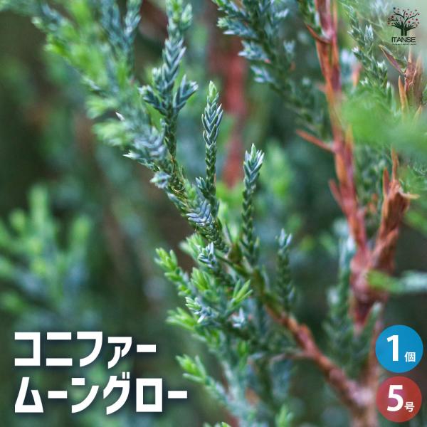ITANSE コニファー ムーングロー 花苗 5号ポット/1個売り ブールバード