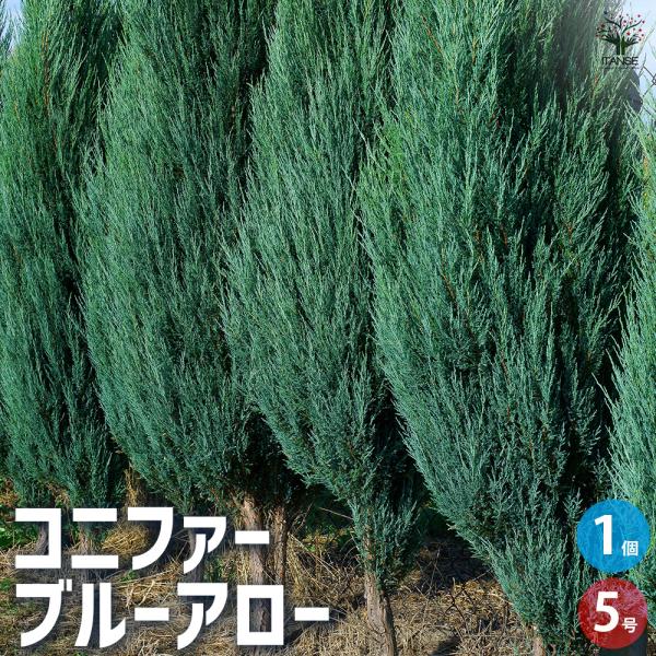 ITANSE コニファー ブルーアロー 花苗 5号ポット/1個売り ブールバード