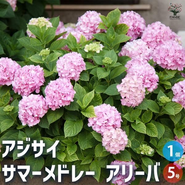 ITANSE アジサイ サマーメドレー アリーバ 花木苗 5号ポット/1個売り