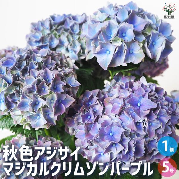 ITANSE アジサイの苗 マジカルクリムゾンパープル 花木苗 5号鉢/1個