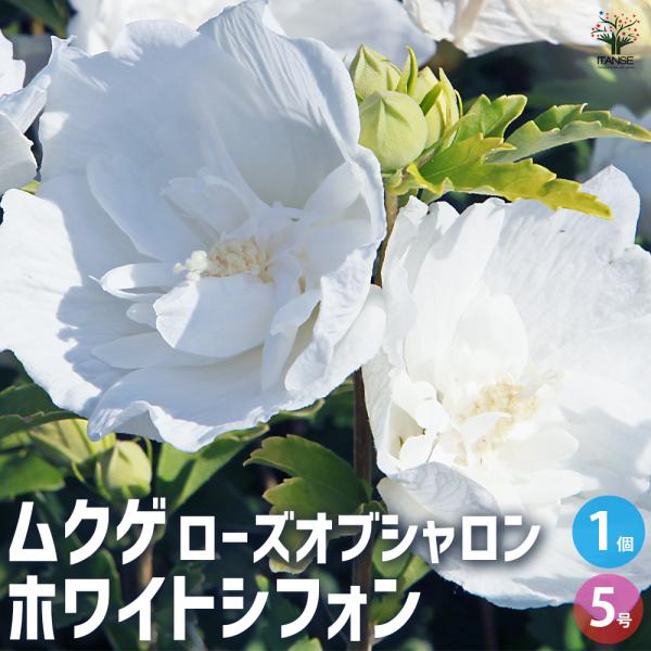 ITANSE ムクゲ ホワイトシフォン 花苗 5号ポット/1個売り ローズオブシャロン ハチス キハチス モクゲ