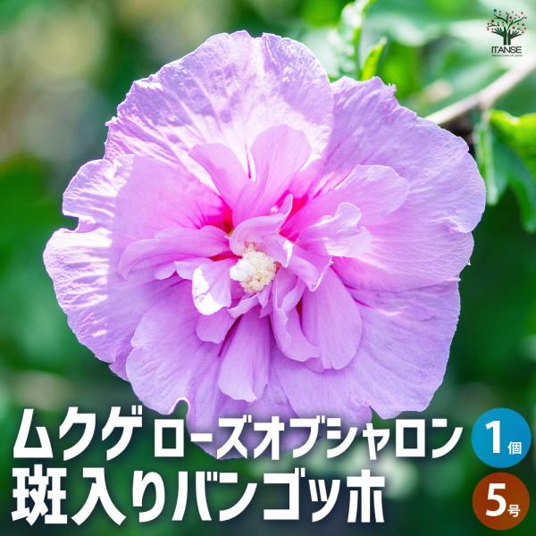 ITANSE ムクゲ 斑入りバンゴッホ 花苗 5号ポット/1個売り ローズオブシャロン ハチス キハチス モクゲ