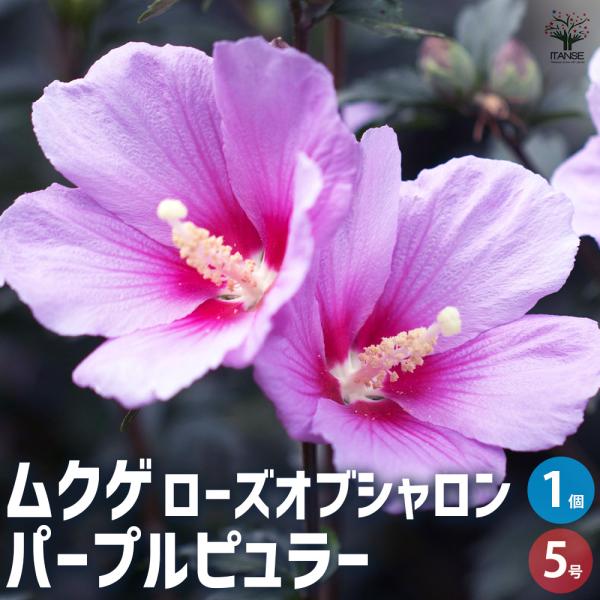 ITANSE ムクゲ パープルピュラー 花苗 5号ポット/1個売り ローズオブシャロン ハチス キハチス モクゲ