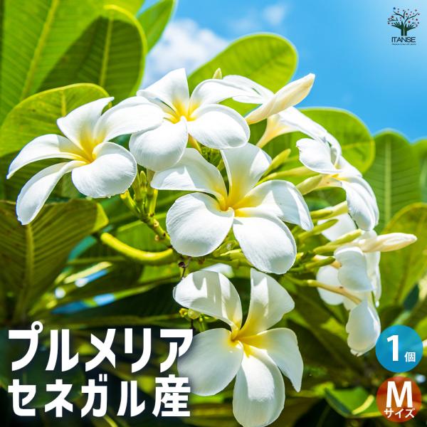 プルメリア 苗/苗木/カット苗/貴重品種 Teresa Wilder プルメリア 苗/苗木/カット苗/貴重品種 Teresa Wilder