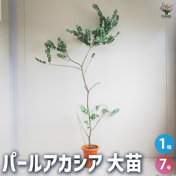 パールアカシア 花木苗で楽しむ癒しのガーデニング