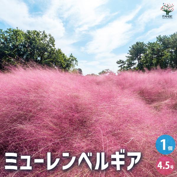 ミューレンベルギア 花苗 4.5号/1個売り カピラリス ピンクミューリー