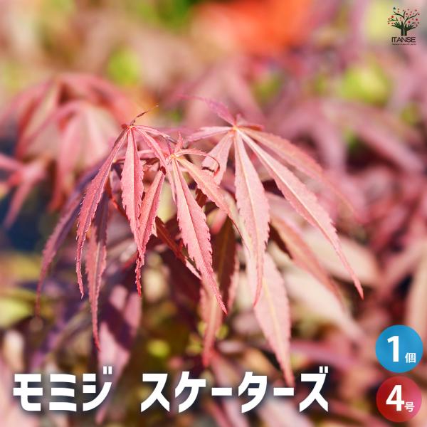 モミジ楓 園芸ネット本店｜モミジ（カエデ）：流泉（りゅうせん）スタンダード 盆栽