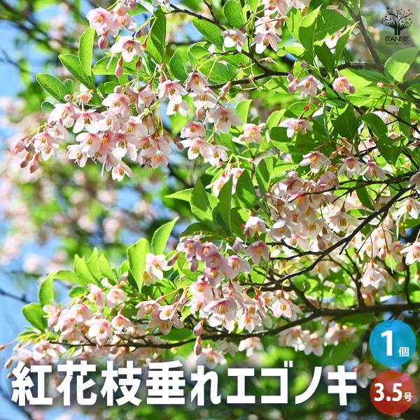 【専用】シダレエゴノキ/大株【現品発送】管理70578 紅花枝垂れエゴノキ 花木苗 3.5号/1個売り エゴの木 シンボルツリー
