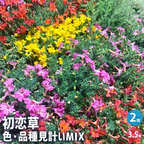 初恋草 色・品種見計いミックス 花木苗 3.5号/お買い得2個セットレシュノルティア