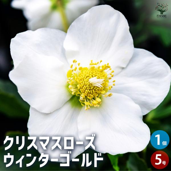 クリスマスローズ ウィンターゴールド 花苗 5号ポット/1個売り 多花性