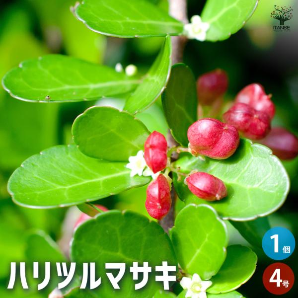 ハリツルマサキ 花木苗 4号鉢/1個売り 常緑 カラーリーフ グランド