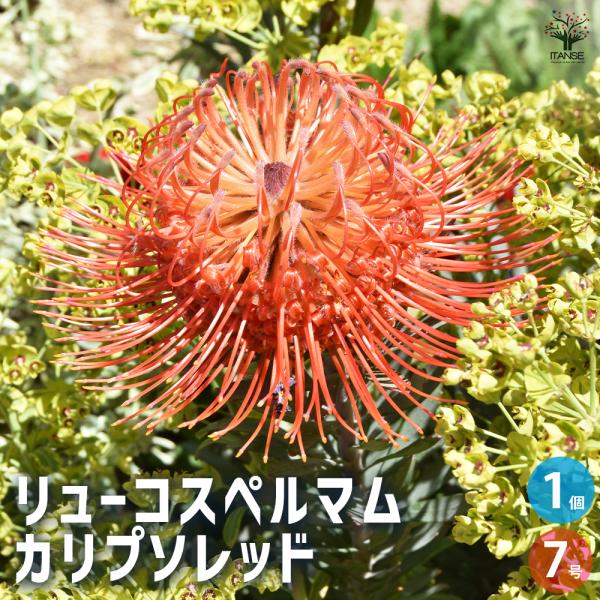 リューコスペルマム　カリプソレッド itanse_han05678