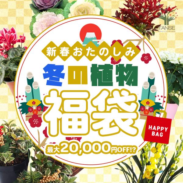 ★冬の植物がたくさん楽しめるお得なセット。★クリスマスやお正月などのシーズンは終わってしまいましたが、まだまだ活躍できる冬の植物が楽しめるとってもお得な福袋！ 玄関に飾るだけで華やかになる寄せ植えや、ポインセチアやぼっくり松、葉ボタンなどの...