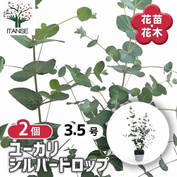 【花苗】① ユーカリ　ポポラス　苗　ポットごと発送　シルバーリーフ 花苗】① ユーカリ ポポラス 苗 ポットごと発送 シルバーリーフ 【公式