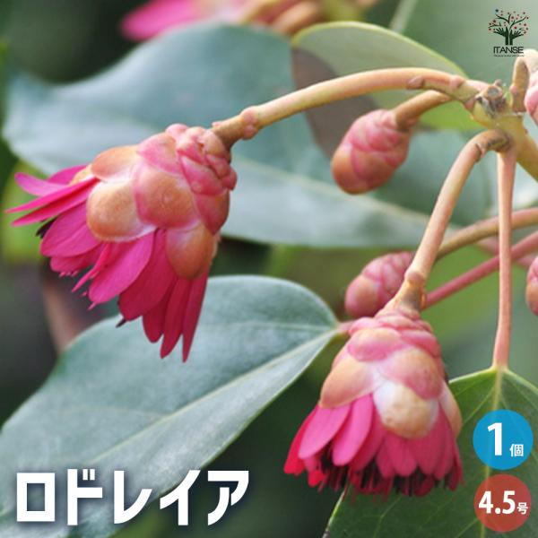 ロドレイア 花木苗 4.5号/1個売り 石楠花擬 シャクナゲモドキ ヘンリー