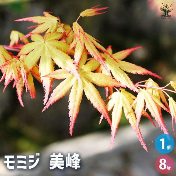 モミジ楓 モミジ(カエデ)の苗木 美峰 花木苗 8号/1個売り 庭木の苗 植木の苗木