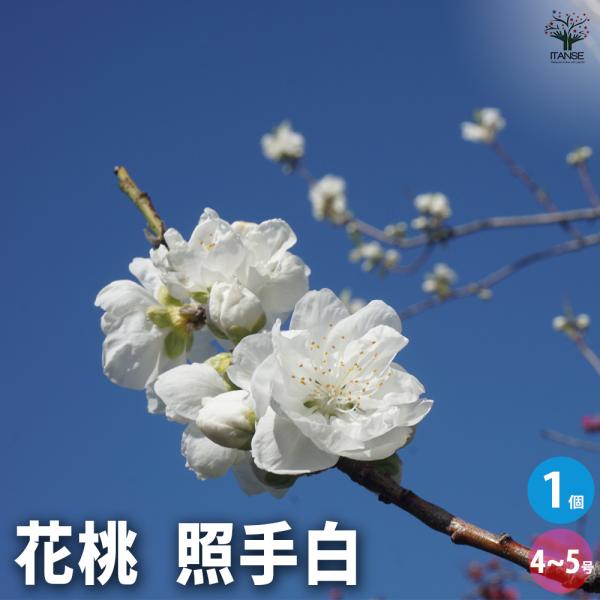 花桃の苗木 照手白 花木苗 4〜5号/1個売り モモ苗 モモの苗 もも苗 も