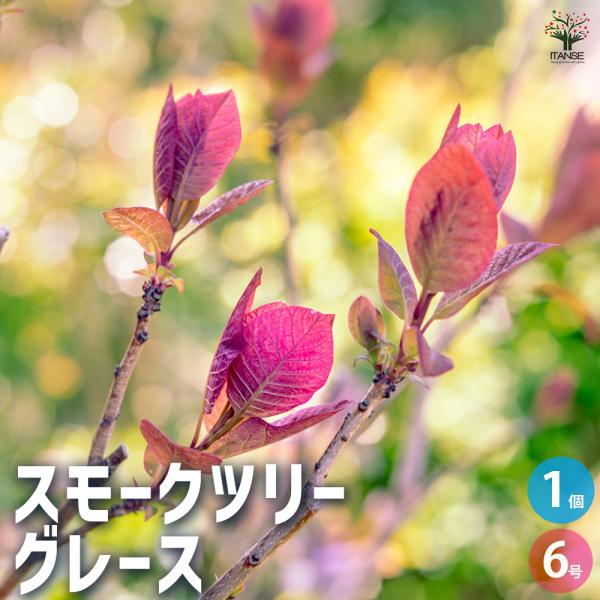 スモークツリー グレース 花木苗 6号/1個売り 煙の木 ケムリノキ