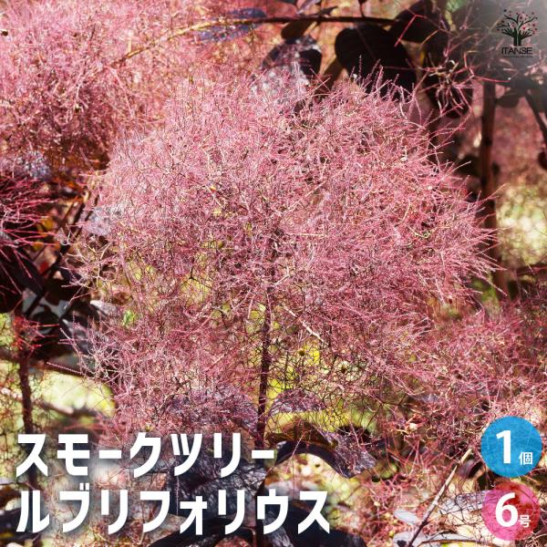 スモークツリー ルブリフォリウス 花木苗 6号/1個売り 煙の木
