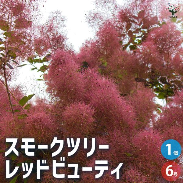 スモークツリー レッドビューティ 花木苗 6号/1個売り 煙の木