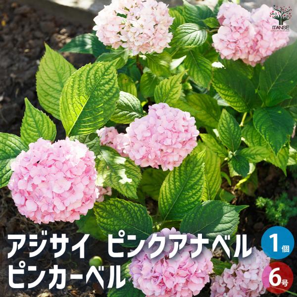アジサイ ピンクアナベル ピンカーベル 花木苗 6号/1個売り あじさい苗