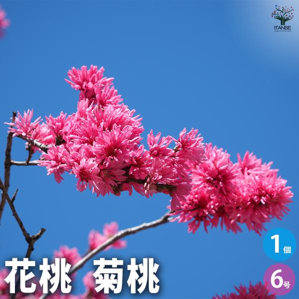 花桃の苗木 菊桃 花木苗 6号/1個売り モモ苗 モモの苗 もも苗 も