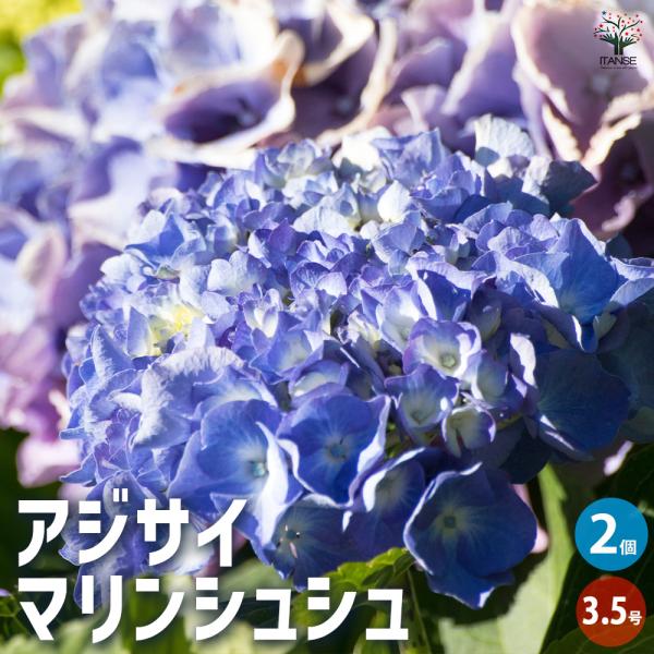 める 輸入アジサイ 苗 3種 アジサイ マリンシュシュ 花木苗 3.5号/お買い得2個セット