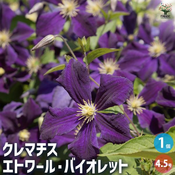 クレマチス エトワール バイオレット 花苗 4.5号/1個売り 花の苗 花木