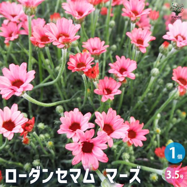 ローダンセマム マーズ 花苗 3.5号/1個売り 花の苗 多年草 観賞用 花壇
