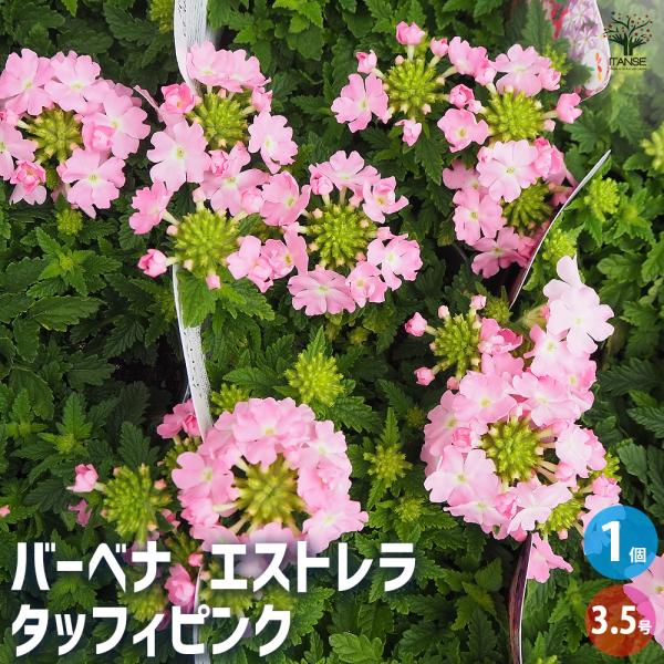 宿根バーベナ エストレラ タッフィピンク 花苗 3.5号/1個売り Verbena 耐寒性多年草 寄植え 寄せ植え 花苗 花の苗 花木 植木 庭木