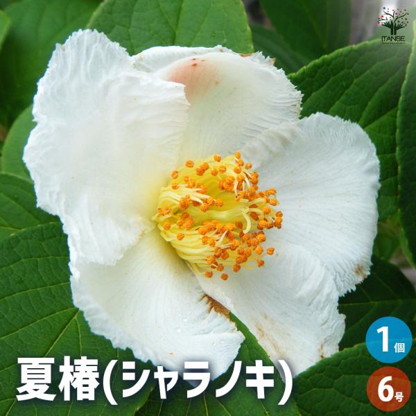 夏椿(シャラノキ) 花木苗 6号/1個売り 夏椿 ツバキ 聖樹 落葉 高木