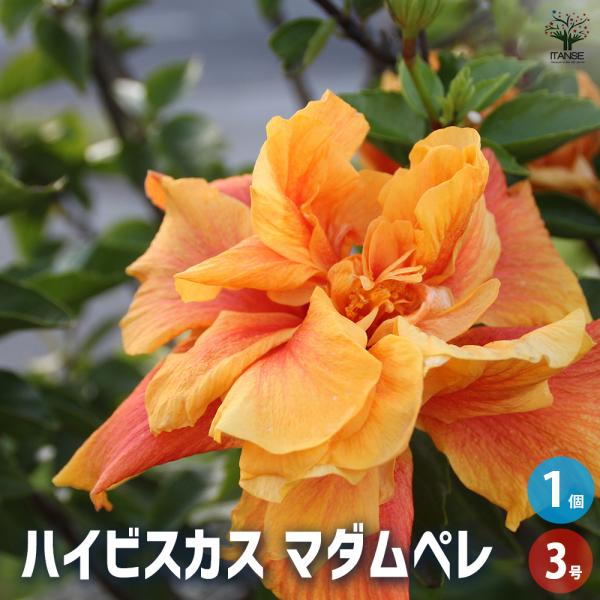 ハイビスカス マダムペレ 花木苗 3号/1個売り ハワイアン Hibiscus