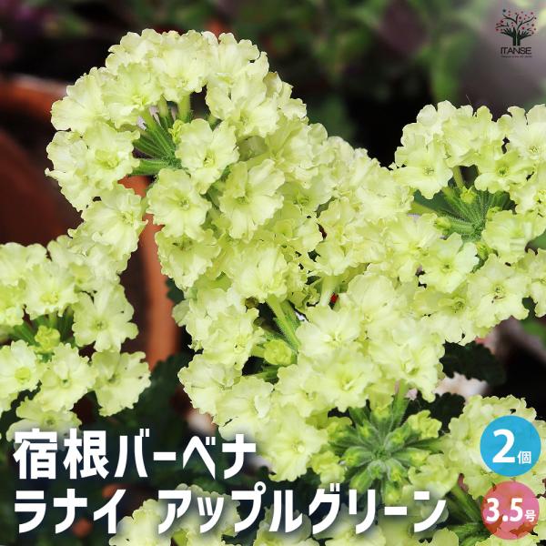 宿根バーベナ ラナイ アップルグリーン 花苗 3.5号/お買い得2個セット Verbena 耐寒性多年草 寄せ植え 花苗 花の苗 花木 植木 庭木