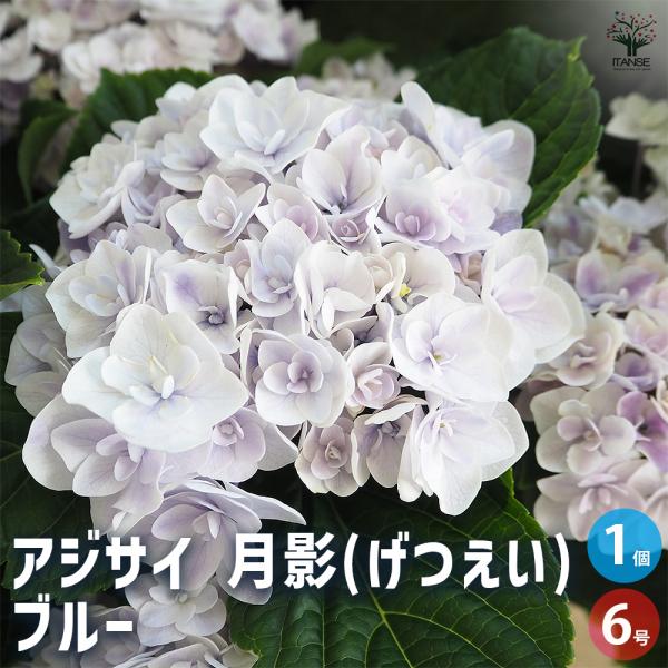アジサイ 月影(げつえい) ブルー 花木苗 6号/1個売り あじさい苗