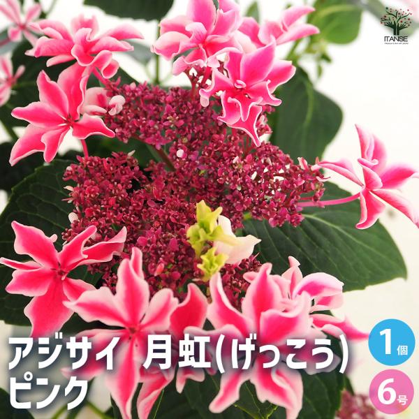 アジサイ 月虹(げっこう) ピンク 花木苗 6号/1個売り あじさい苗