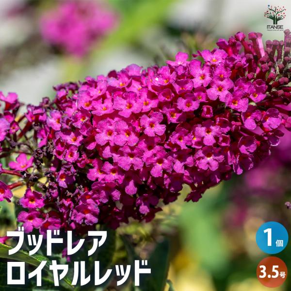 【品種特徴】ブッドレア ロイヤルレッドは、鮮やかな赤紫色の花を咲かせる落葉低木で、バタフライブッシュやフサフジウツギとも呼ばれます。最大の特徴は、枝先に房状に咲く濃い赤紫色の花と、その甘い香りです。この香りに誘われて多くの蝶が集まるため、自...