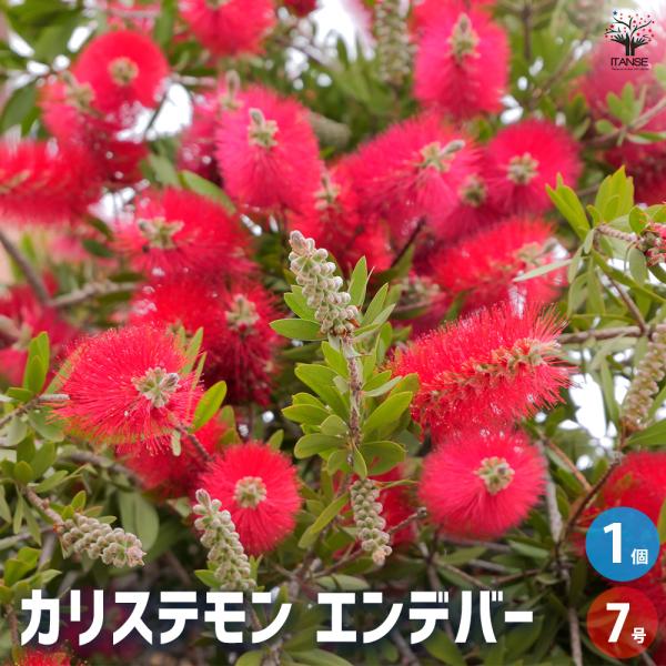 カリステモン エンデバー 花木苗 7号/1個売り ブラシの木 ブラシノキ