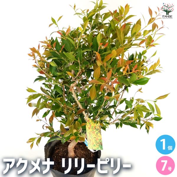 アクメナ リリーピリー 花木苗 7号/1個売り 初心者 常緑 低木 オーストラリア シンボルツリー 記念樹 花木 苗 苗木 花の苗 庭植え 地植え