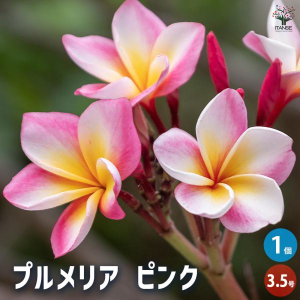 紅*木様 プルメリア苗木　Bali Hai Gold Plumeria rubra BALI HAI GOLD