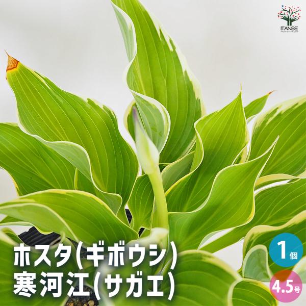 ホスタ ギボウシ 寒河江 サガエ 花 苗 球根 株分け 宿根草 多年草 ホスタ(ギボウシ) 寒河江(サガエ) 花木苗 4.5号/1個売り 花苗 宿根草