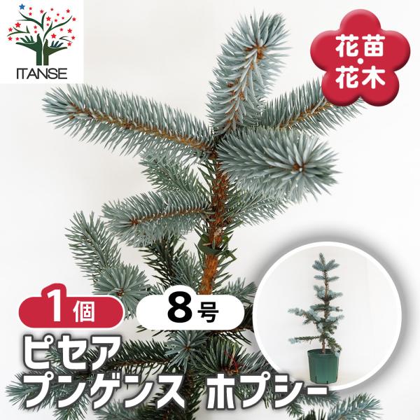 ピセアプンゲンス　ホプシー苗　プンゲンス　ポプシー ピセア プンゲンス ホプシー 花木苗 8号/1個売り 植木の苗 植木苗