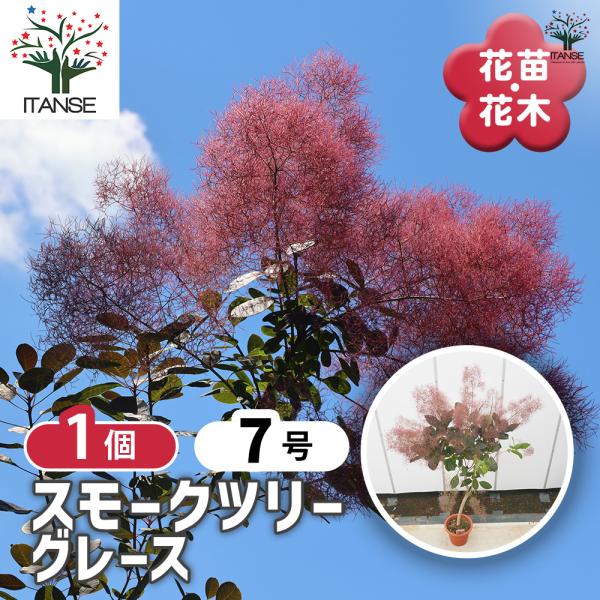 スモークツリー グレース 花木苗 7号/1個売り 煙の木 ケムリノキ
