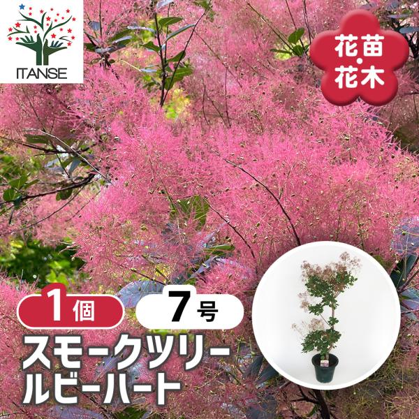 スモークツリー ルビーハート7号の育て方と魅力