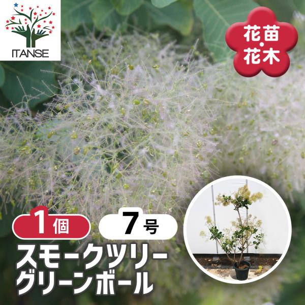 スモークツリー グリーンボール 花木苗 7号/1個売り 煙の木 ケムリノキ