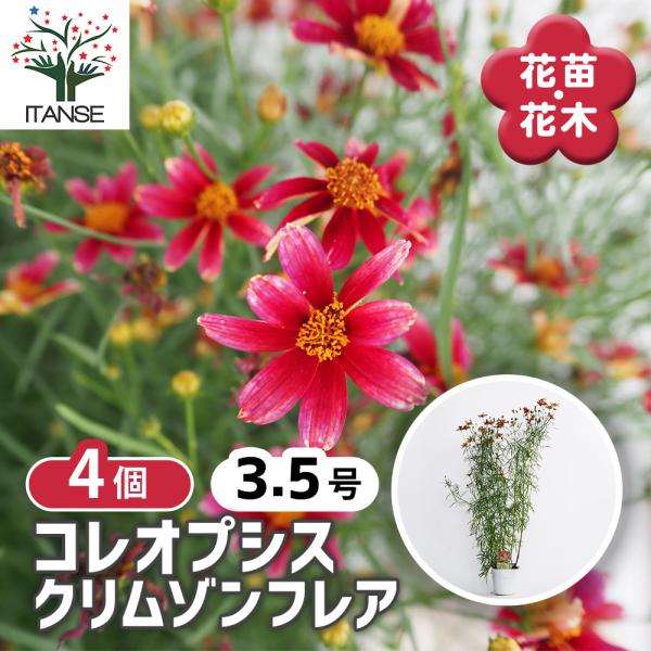 コレオプシス クリムゾンフレア 花苗 3.5号/お買い得4個セット
