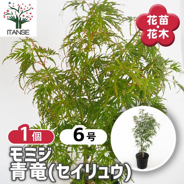 モミジ(カエデ)の苗木 青竜(セイリュウ) 花木苗 6号/1個売り 庭木の苗