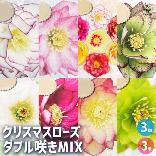 専用(2口)　カラーリーフがキレイ！クリスマスローズ2個セット クリスマスローズ ダブル咲きMIX 花苗 3号/お買い得3個セット